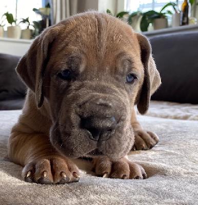 Waldemar vom Ysenburger Bergland