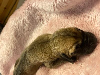 Walentina vom Ysenburger Bergland