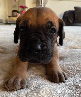 Walentina vom Ysenburger Bergland