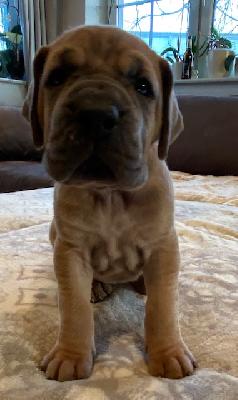 Wilma vom Ysenburger Bergland