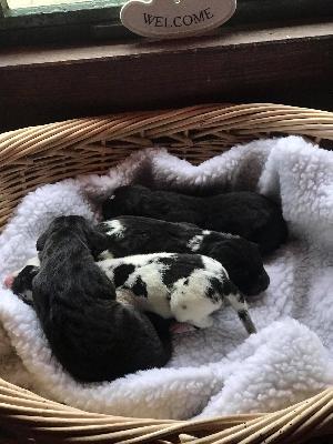 Grandeur Vom Ganschower Land