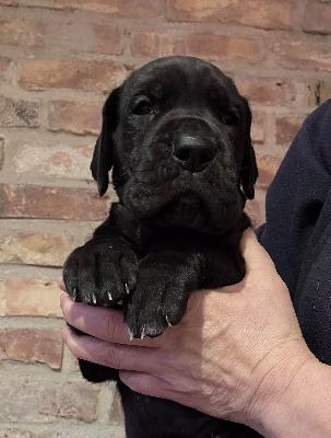 Goran Vom Ganschower Land