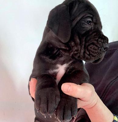 Goran Vom Ganschower Land