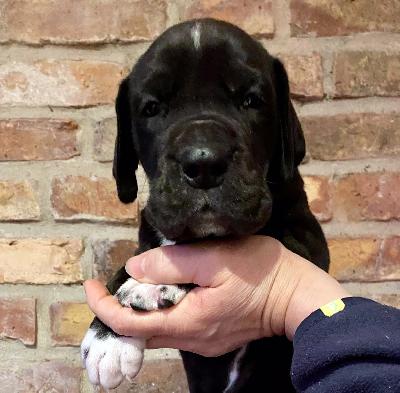 Gonzo Vom Ganschower Land