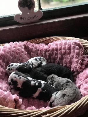 Gesa Vom Ganschower Land