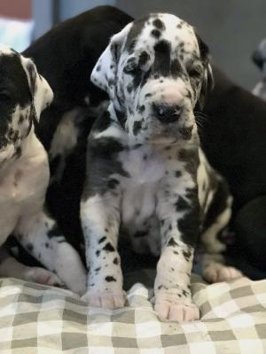 Gesa Vom Ganschower Land