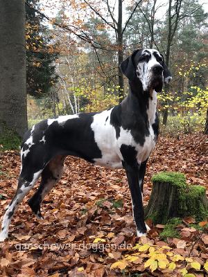 Gina Vom Ganschower Land