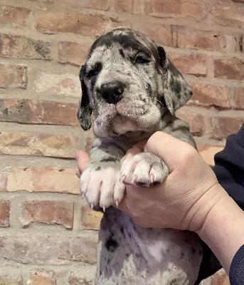 Grey Vom Ganschower Land