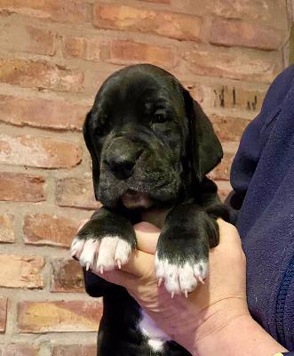 Gitte Vom Ganschower Land