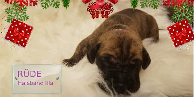 DOMHNALL Gemma Regalis