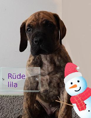 DOMHNALL Gemma Regalis