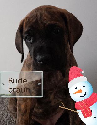 DAIMYO Gemma Regalis