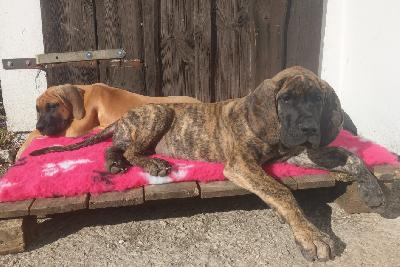 DOVAKIIN Gemma Regalis