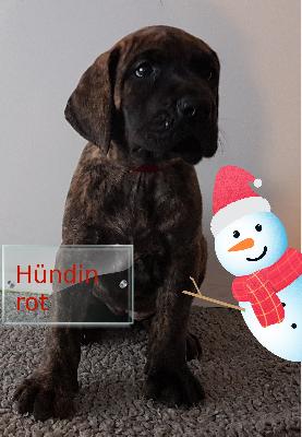 DANICA Gemma Regalis