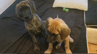 DANICA Gemma Regalis