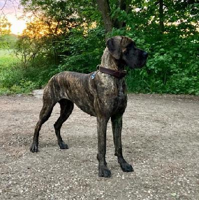 DANICA Gemma Regalis