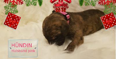 DORITA Gemma Regalis