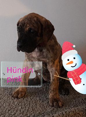 DORITA Gemma Regalis