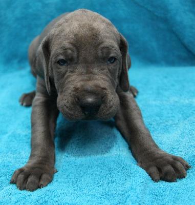 Atilla From The House Of Deer