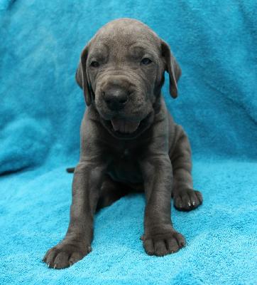 Atilla From The House Of Deer