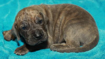 Aston From The House Of Deer