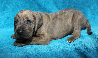 Aston From The House Of Deer