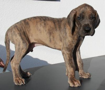 Aston From The House Of Deer