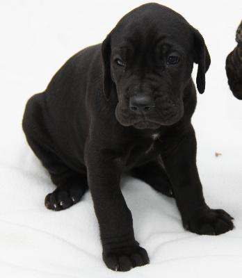 Amy From The House Of Deer