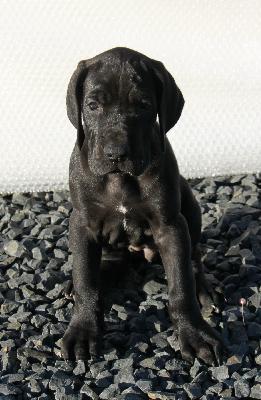 Amy From The House Of Deer