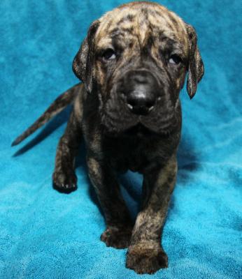 Amber From The House Of Deer