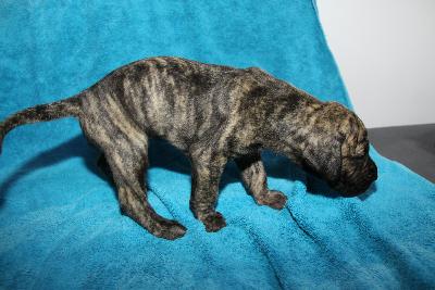 Amber From The House Of Deer