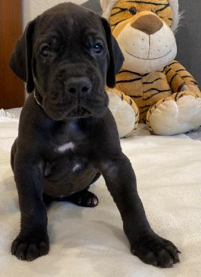 Xanthos vom Ysenburger Bergland