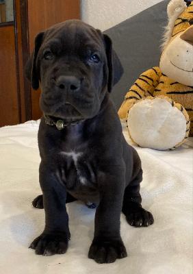 Xafer vom Ysenburger Bergland