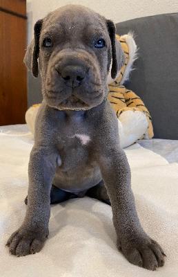 Xaloo vom Ysenburger Bergland