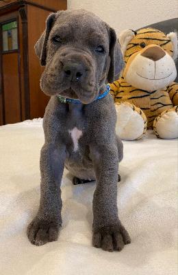 Xar - Nelson vom Ysenburger Bergland