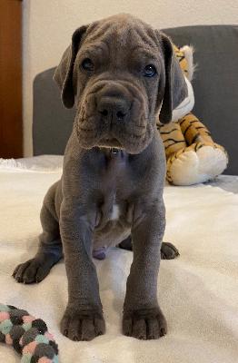 Xulam vom Ysenburger Bergland