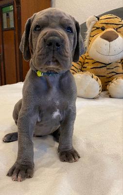 Xerxes vom Ysenburger Bergland