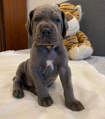 Xavier vom Ysenburger Bergland