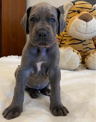 Xenia vom Ysenburger Bergland