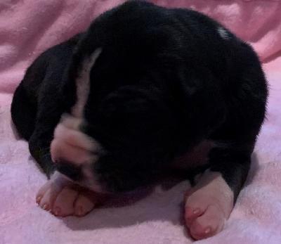 Bojan vom alten Zigeunerbahnhof