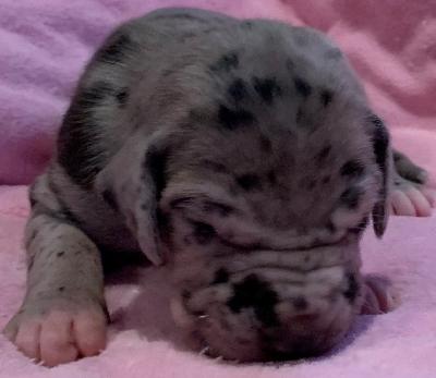 Bajana vom alten Zigeunerbahnhof