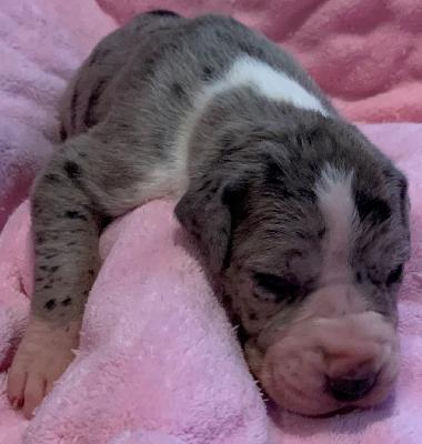 Basha vom alten Zigeunerbahnhof