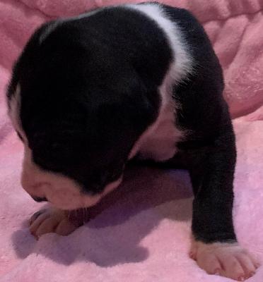 Bacima vom alten Zigeunerbahnhof