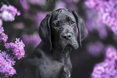 Ace Prima Semper von der Edelruh