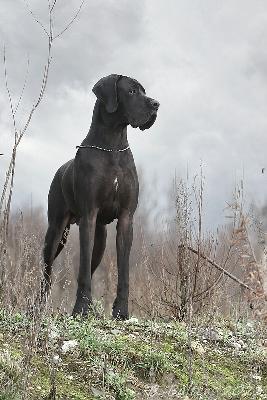 Ace Prima Semper von der Edelruh