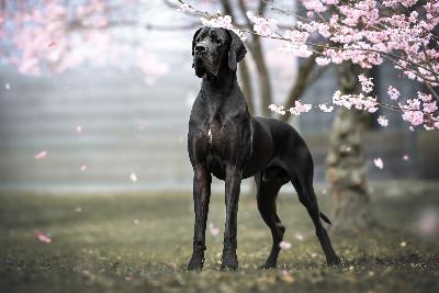 Ace Prima Semper von der Edelruh