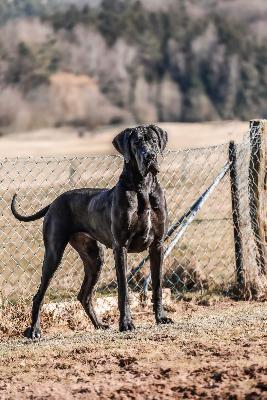 Azzura-Feja von der Edelruh