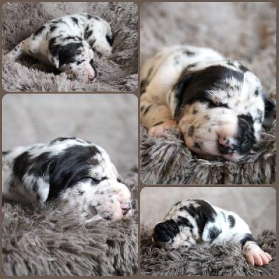 Marcel vom Hause Rawert