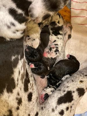 Monte vom Hause Rawert