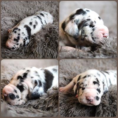 Monte vom Hause Rawert